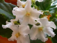 Golden Autumn 012.webp