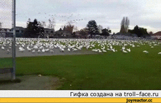 -%D0%BA%D1%80%D0%B8%D0%BF%D0%BE%D1%82%D0%B0-978556.gif