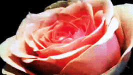 tumblr_m0e84mrks01r5iofio1_500.gif