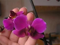  фиол.webp