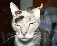 RaoKR35XLBZeDbcuHqB3QCxMvucjr67shvE1K6MNaOoxPp6TT5.jpg