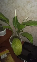 zJxTFhb2iJM.webp