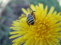 P4304461.webp