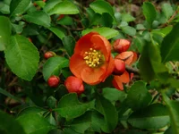 P1000427a.webp