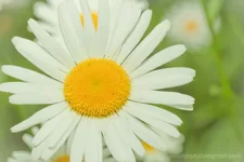 IMGP0521.webp