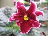 Red Lantern (Sorano)_9595.webp