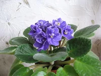  полумини_9605.webp