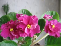 -День победы_9606.webp