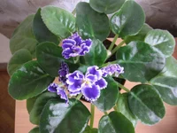 _9603.webp