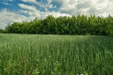 Uchastok_5_06_2010 014-01.webp