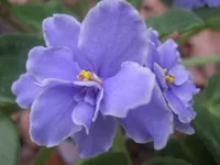 IMG_5560 [1600x1200].webp