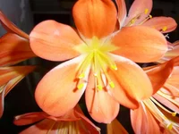  005.webp