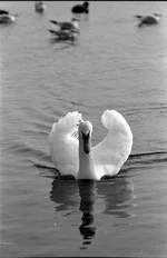 RR100_D23_20ml_007_NikonF90_Telear.webp RR100_D23_20ml_007_NikonF90_Telear.webp