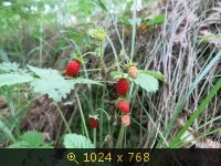 2861509.webp