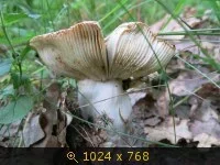 2861516.webp