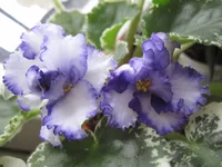 Lawander Swirls.webp