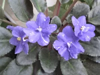 Rainbow’s Quiet Riot .webp