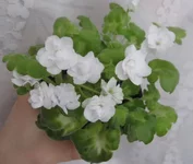 Shiawasee Trail .webp