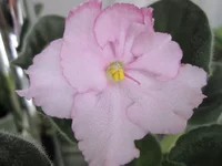  девчонка Макуни.webp