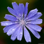 cikor001.webp