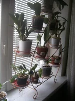  для цветов 030.webp