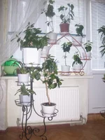  для цветов 043.webp