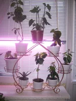  для цветов 044.webp