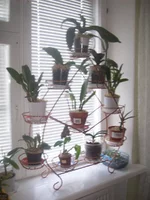  для цветов 050.webp