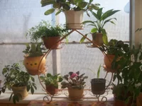  для цветов 067.webp