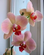 3.webp