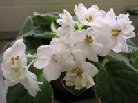 Ma's Lily Pad.webp