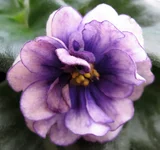 -Черная жемчужина(спорт).webp