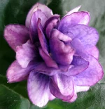 -Черная жемчужина(спорт)2.webp