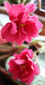  - Рябиновый костер.webp