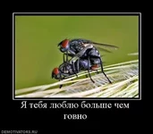 115326_ya-tebya-lyublyu-bolshe-chem-govno.webp