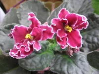 Red Lantern_9643lll.webp