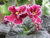 Red Lantern_9644llll.webp