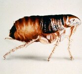 Ctenocephalides_felis.jpg