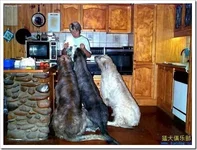 huge-dogs-8.jpg