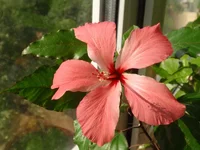  пестролистый гибискус.webp