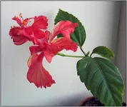  красный профиль мал.webp