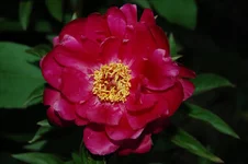 015.webp