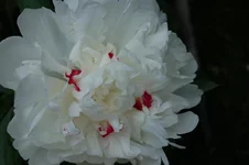  019.webp