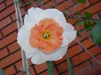  057.webp