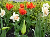  063.webp