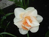  089.webp