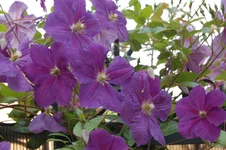 DSC_0051.webp