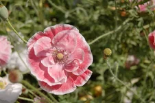 DSC_0104.webp