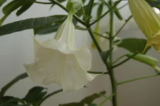  (3).webp