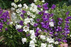 DSC_0022.webp